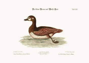 Le petit canard brun et blanc, 1749-73